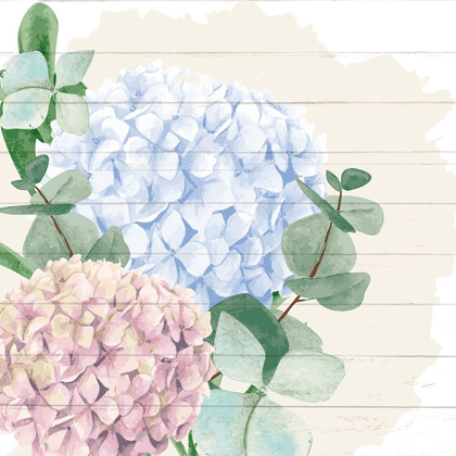 Picture of HYDRANGEA 1