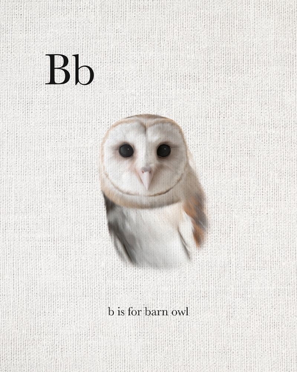 Picture of B BARN OWL