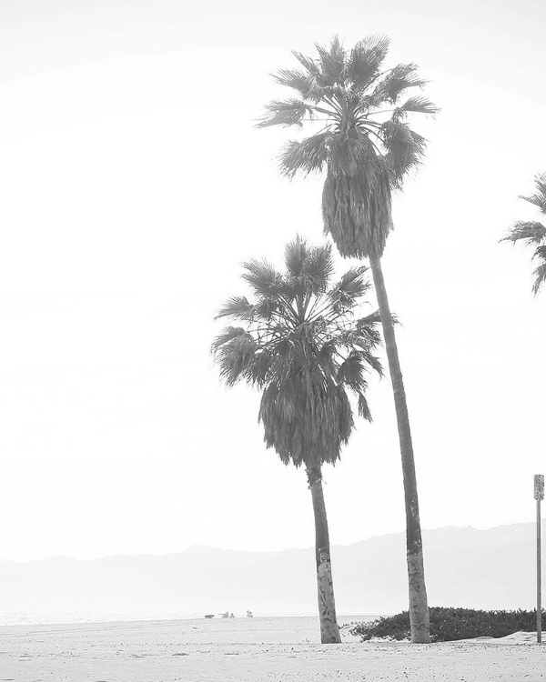 Picture of PALM TREES