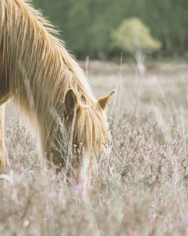 Picture of GOLDEN HORSE IN MEADOW