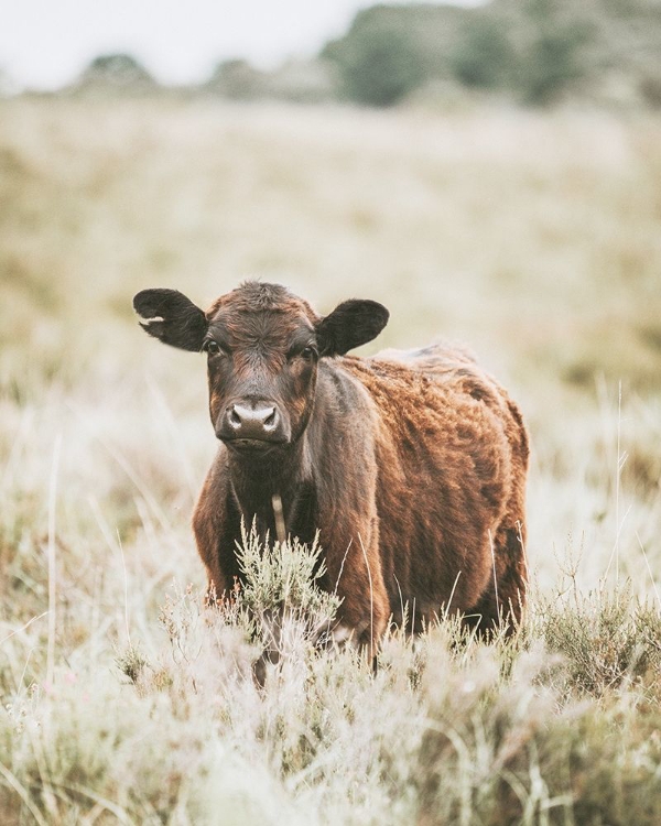 Picture of BEAUTIFUL COW IN MEADOW