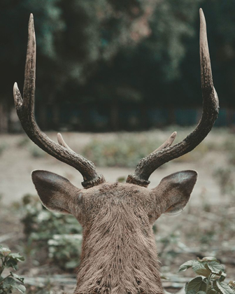 Picture of DEER WITH ANTLERS