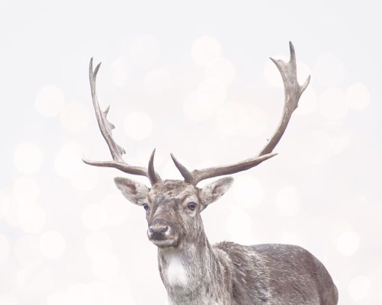 Picture of BOKEN DEER