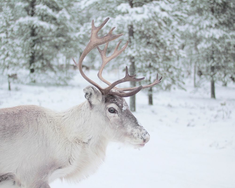 Picture of REINDEER IN THE WOODS