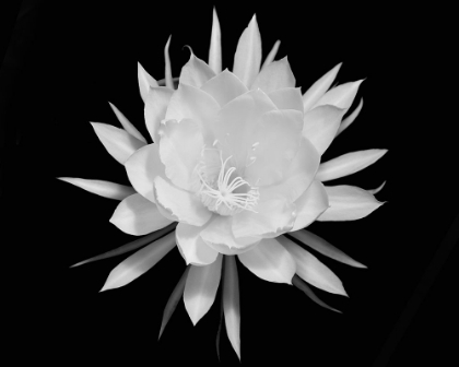 Picture of MODERN BW FLORAL 2