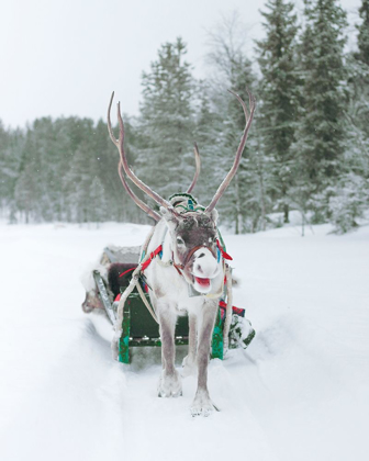 Picture of REINDEER AND SLED