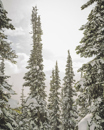 Picture of SNOW COVERED PINES