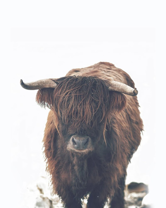 Picture of WINTER HIGHLAND COW