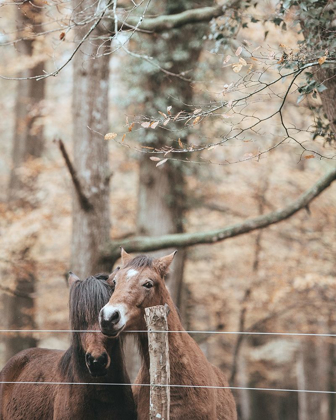 Picture of BEST FRIEND BROWN HORSES