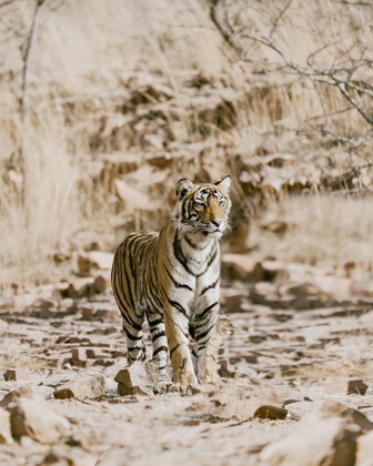 Picture of TIGER ON ROCKS