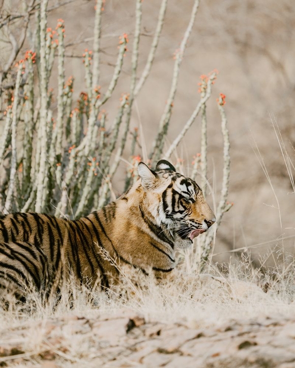 Picture of TIGER WITH RED FLORALS