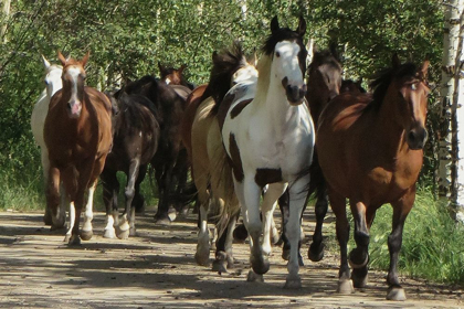 Picture of GALLOPING FRIENDS