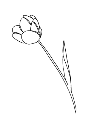 Picture of PAPER TULIP 1