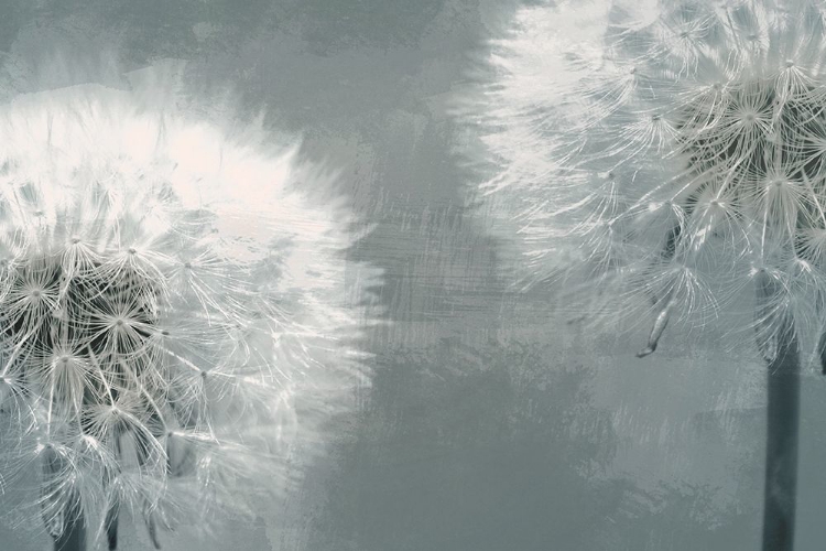 Picture of MOONLIT DANDELIONS 1