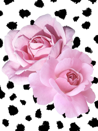 Picture of DALMATIAN ROSES