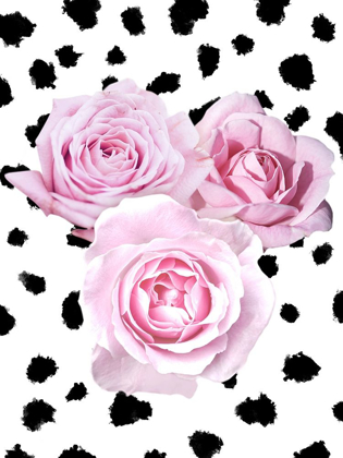 Picture of DALMATIAN ROSES 2