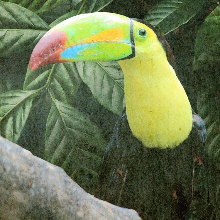 Picture of SAM TOUCAN