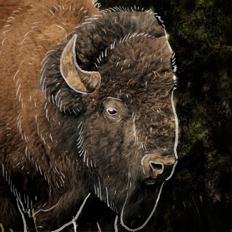 Picture of ILLUSTRATED BISON 1