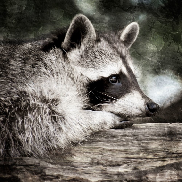 Picture of PONDERING RACCOON