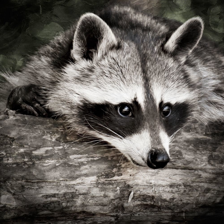 Picture of PONDERING RACCOON 2