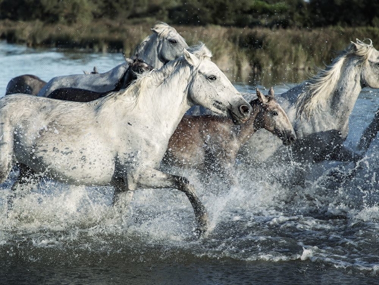 Picture of RUNNING HORSES