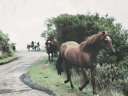 Picture of HORSES DOWN THE STREET