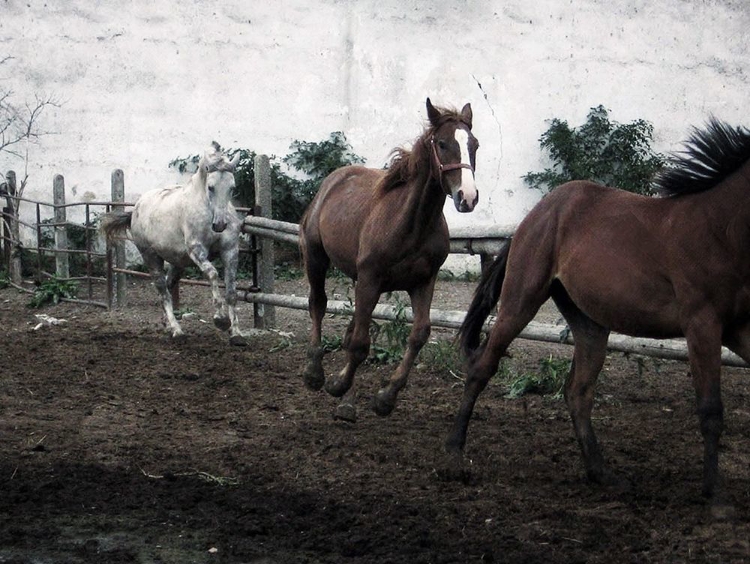 Picture of HORSES DOWN THE DIRT ROAD