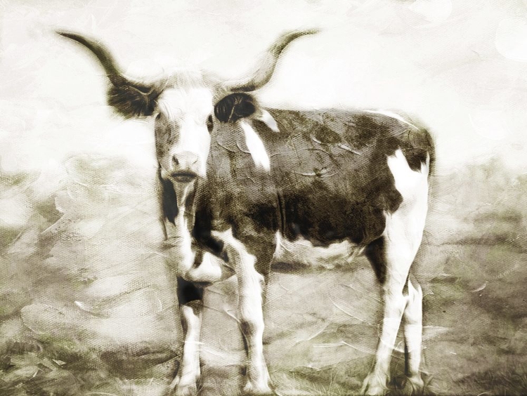 Picture of LOOK AT THE COW