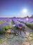 Picture of BICYCLE WITH FLOWERS IN A LAVENDER FIELD