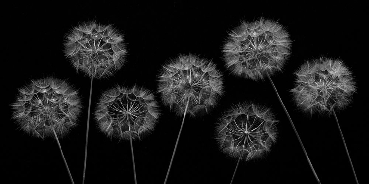 Picture of DANDELION FLOWERS OVER BLACK BACKGROUND