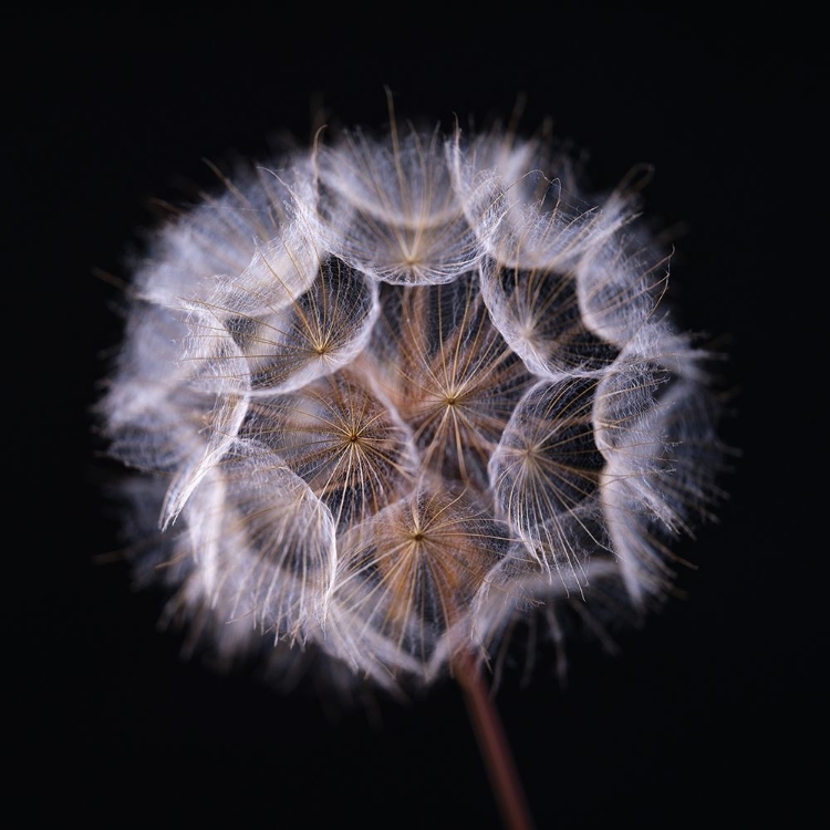 Picture of DANDELION CLOCK ON BLACK BACKGROUND