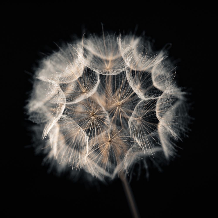 Picture of DANDELION CLOCK ON BLACK BACKGROUND