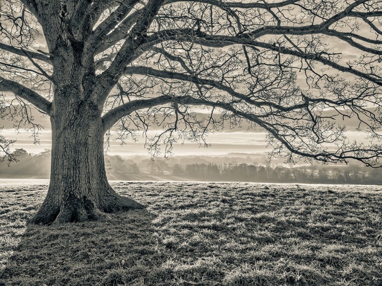 Picture of TREE IN A MEADOW