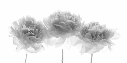 Picture of PEONIES ON WHITE BACKGROUND