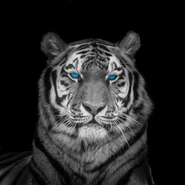 Picture of BLUE EYES TIGER FACE