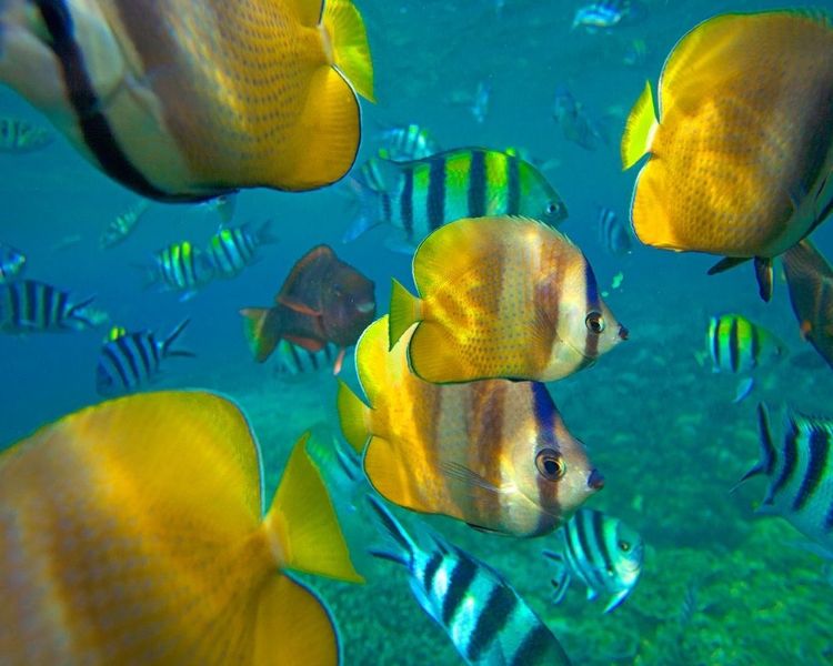 Picture of BLACKLIP BUTTERFLYFISH-PARROTFISH-SERGEANT MAJOR FISH-NEGROS ORIENTAL-PHILIPPINES