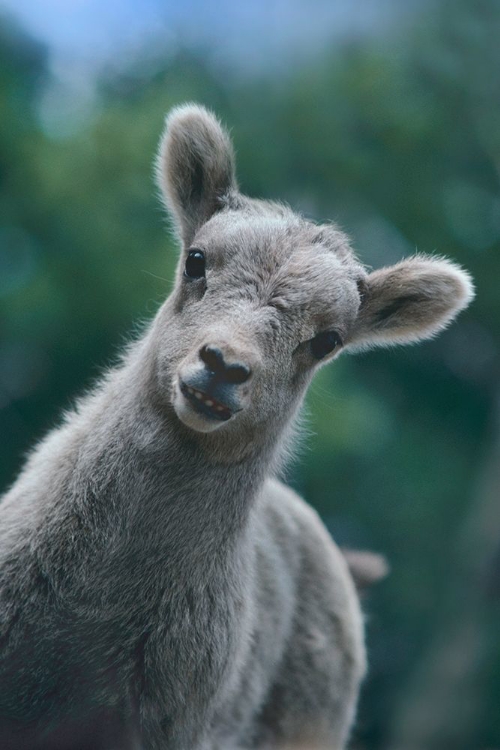 Picture of BIGHORN SHEEP LAMB