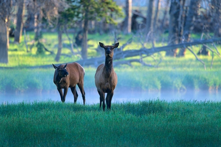 Picture of ELK