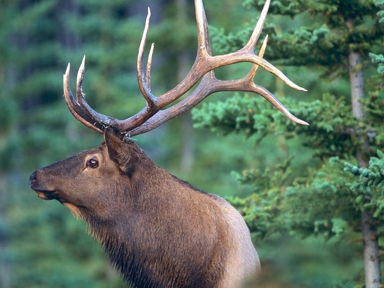 Picture of ELK