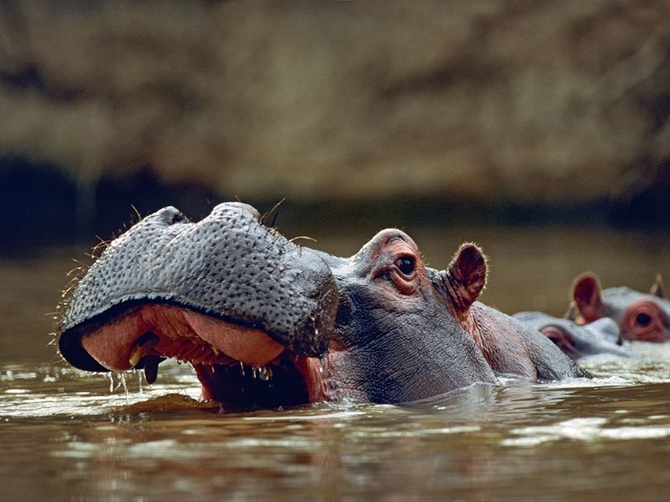 Picture of HIPPOPOTAMUS-KENYA