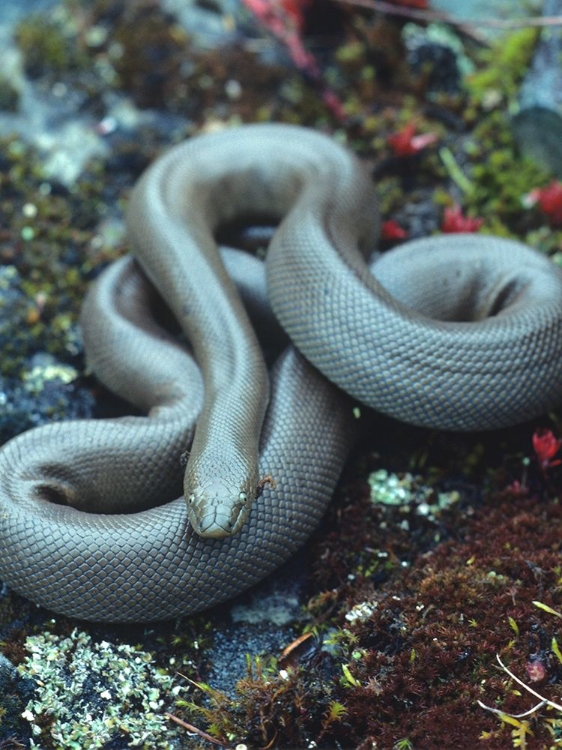 Picture of RUBBER BOA