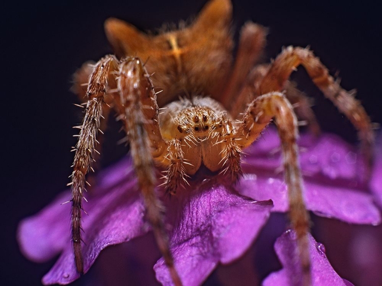 Picture of ORB WEAVER SPIDER