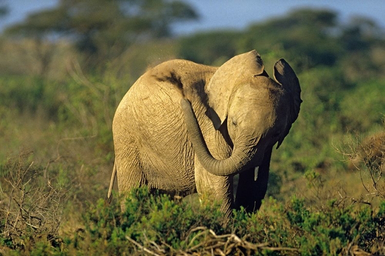 Picture of AFRICAN ELEPHANT YOUNG DUST BATHING-MASAI MARA RESERVE-KENYA