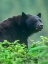 Picture of BLACK BEAR