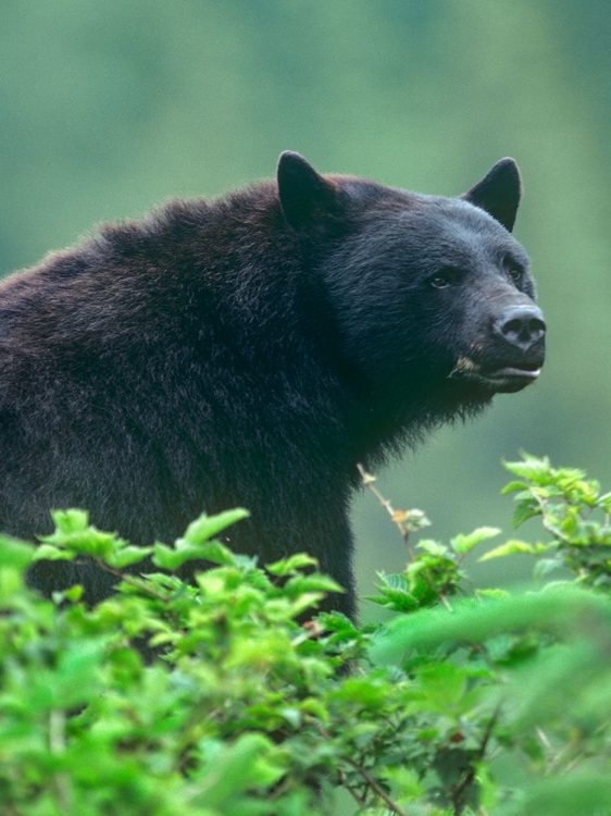 Picture of BLACK BEAR