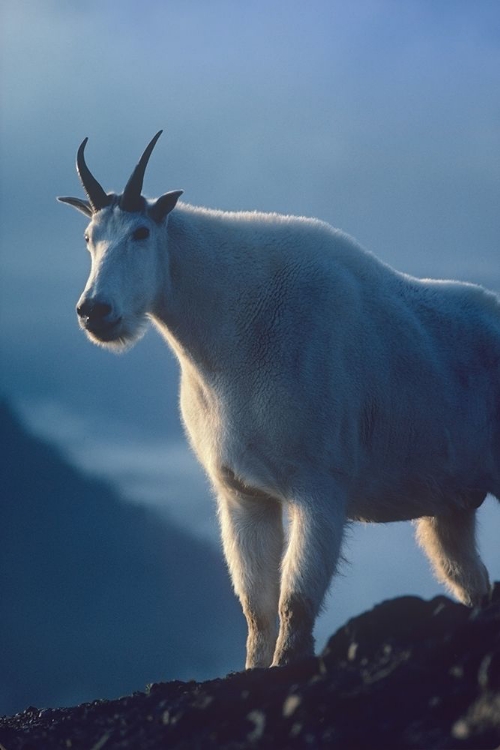 Picture of MOUNTAIN GOAT