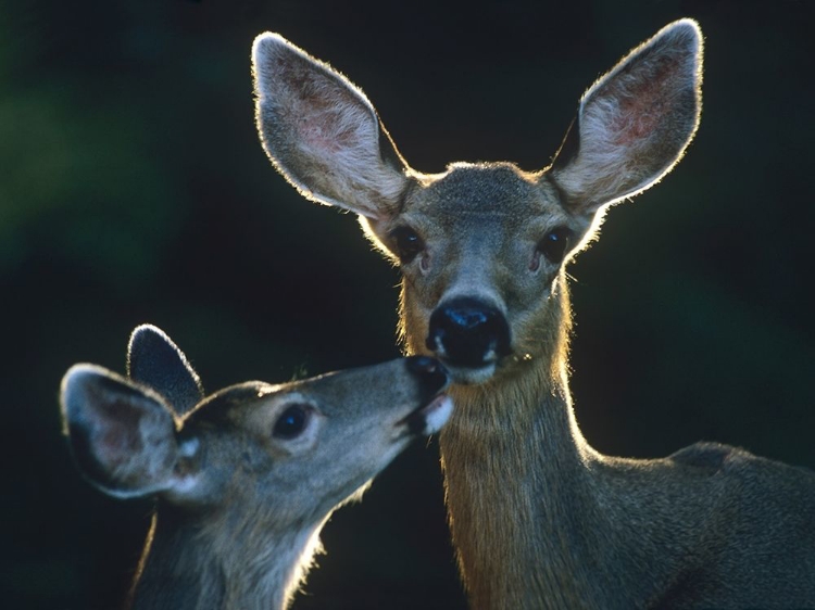 Picture of MULE DEERS