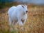 Picture of MOUNTAIN GOAT