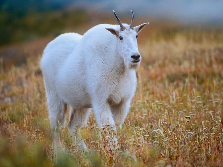 Picture of MOUNTAIN GOAT