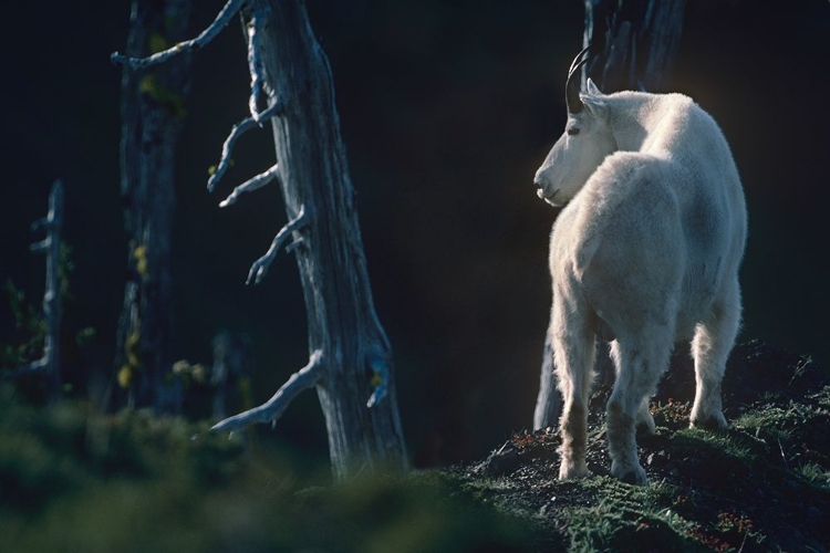 Picture of MOUNTAIN GOAT